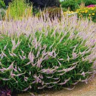 Lavender Tower Culvers Root Thumbnail